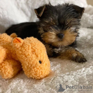 Dodatkowe zdjęcia: Rasowy średniej wielkości Yorkshire Terrier.