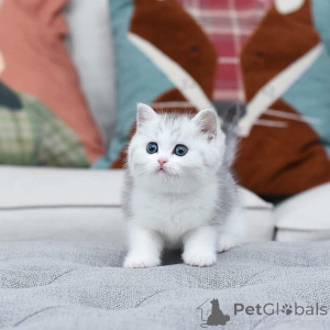 Zdjęcie №3. 4 kocięta to jedne z najbardziej czarujących i oszałamiających wizualnie kotów w. Cypr