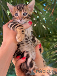 Zdjęcie №3. Dostępne są piękne brązowe kocięta bengalskie z rozetami, samce i samice. Niemcy