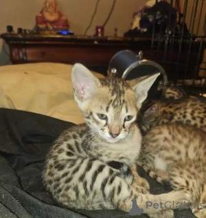 Zdjęcie №3. Savannah- i **Savacoon**-Kätzchen. Niemcy