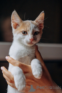 Zdjęcie №2 do zapowiedźy № 148224 na sprzedaż   - wkupić się Federacja Rosyjska prywatne ogłoszenie