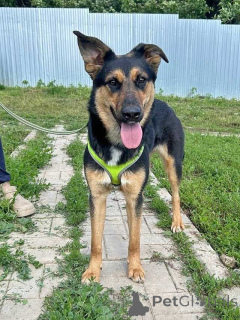 Zdjęcie №3. Cudowny, czuły młody pies Klepa szuka domu. Federacja Rosyjska