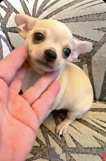 Zdjęcie №4. Sprzedam chihuahua (rasa psów) w Zrenjanin. hodowca - cena - negocjowane