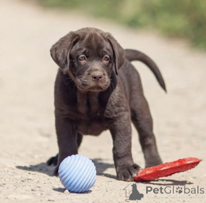Zdjęcie №1. labrador retriever - na sprzedaż w Jarosław | negocjowane | Zapowiedź №150724