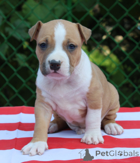 Zdjęcie №3. Najwyższej jakości armeńskie gampr. Armenia
