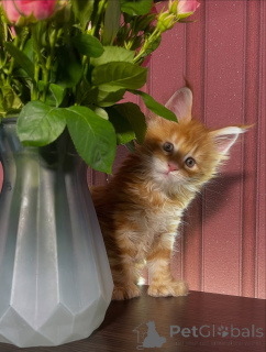 Zdjęcie №3. Serce pełne słońca i wąsy pełne psot Nala rozświetla każdy dzień!. Szwecja