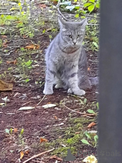 Zdjęcie №3. Kotka (2 lata) potrzebuje domu. Federacja Rosyjska