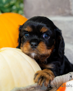 Zdjęcie №4. Sprzedam cavalier king charles spaniel w Lintgen. prywatne ogłoszenie - cena - negocjowane