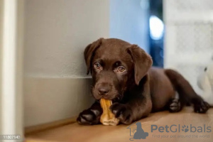 Dodatkowe zdjęcia: Sprzedam szczenięta rasy labrador retriever