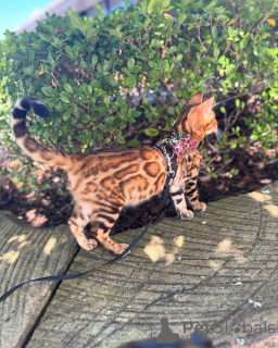 Zdjęcie №2 do zapowiedźy № 152777 na sprzedaż  kot bengalski - wkupić się Francja prywatne ogłoszenie