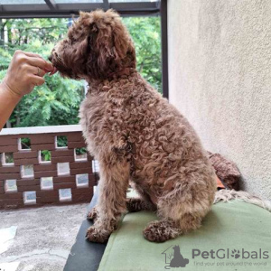 Dodatkowe zdjęcia: Szczenięta Lagotto Romagnolo