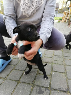 Zdjęcie №4. Sprzedam patterdale terrier w Сулеювек. prywatne ogłoszenie - cena - Bezpłatny