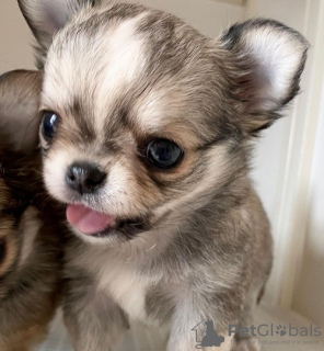 Zdjęcie №3. Uroczy szczeniak Chihuahua do adopcji. USA