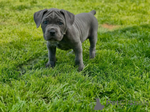 Zdjęcie №4. Sprzedam cane corso w Wilno. prywatne ogłoszenie, hodowca - cena - 6697zł