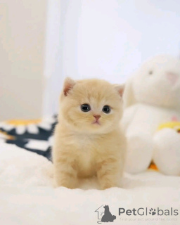 Zdjęcie №3. Scottish Fold Kätzchen Zur Adoption Verfügbar. Niemcy