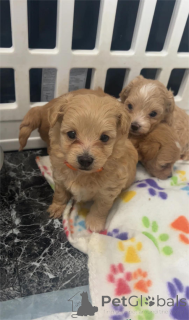 Zdjęcie №1. maltipu - na sprzedaż w Grafenwöhr | Bezpłatny | Zapowiedź №153763