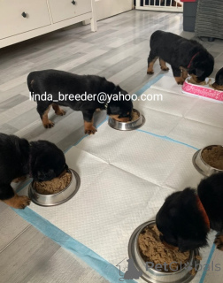 Zdjęcie №1. rottweiler - na sprzedaż w Berlin | 3012zł | Zapowiedź №170264