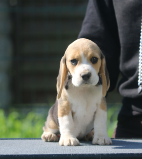 Zdjęcie №1. beagle (rasa psa) - na sprzedaż w Mińsk | 2723zł | Zapowiedź №2912