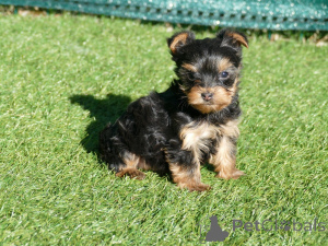 Zdjęcie №2 do zapowiedźy № 164627 na sprzedaż  yorkshire terrier - wkupić się Belgia prywatne ogłoszenie, hodowca