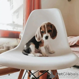 Zdjęcie №1. beagle (rasa psa) - na sprzedaż w Berlin | Bezpłatny | Zapowiedź №98692