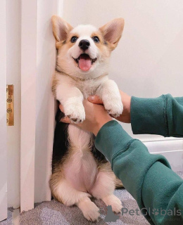 Zdjęcie №2 do zapowiedźy № 136180 na sprzedaż  welsh corgi - wkupić się USA hodowca
