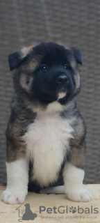 Zdjęcie №4. Sprzedam akita amerykańska w Vlasotince. prywatne ogłoszenie - cena - negocjowane