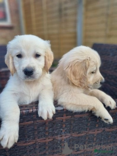 Zdjęcie №1. golden retriever - na sprzedaż w Frankfurt | negocjowane | Zapowiedź №174703