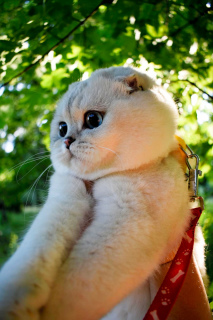 Zdjęcie №4. Sprzedam scottish fold w Ryazan. hodowca - cena - 3561zł