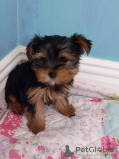 Zdjęcie №2 do zapowiedźy № 43028 na sprzedaż  yorkshire terrier - wkupić się Niemcy prywatne ogłoszenie