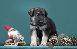 Zdjęcie №3. Szczeniak owczarka wschodnioeuropejskiego. Łotwa