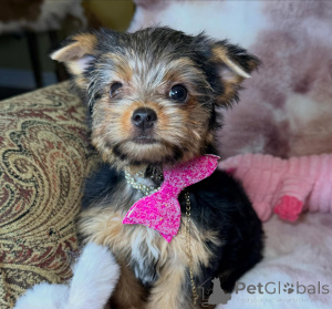 Zdjęcie №2 do zapowiedźy № 172896 na sprzedaż  yorkshire terrier - wkupić się Niemcy hodowca