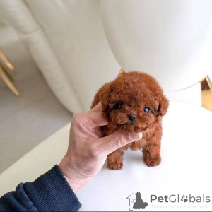 Zdjęcie №3. Urocze szczenięta są nadal dostępne do adopcji. Nadal bardzo dobre i kochane.. Belgia