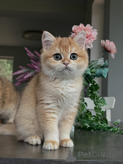 Zdjęcie №3. Poznaj Olivera, małego dżentelmena o najmiększym futerku i najspokojniejszym. Islandia