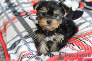 Zdjęcie №1. yorkshire terrier biewer - na sprzedaż w Miasto Tennessee | 3476zł | Zapowiedź №166542