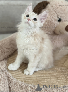 Zdjęcie №3. Maine Kun, chłopiec 3 miesiące. Zjednoczone Emiraty Arabskie