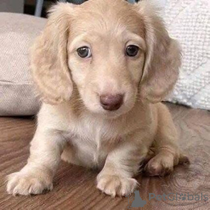 Zdjęcie №3. Dachshundvalper - Til salgs. Norwegia