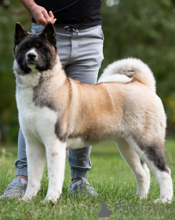 Dodatkowe zdjęcia: Akita amerykańska