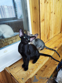 Dodatkowe zdjęcia: Kocięta peterbaldy