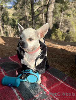 Zdjęcie №4. Krycia chihuahua (rasa psów) w Hiszpania. Zapowiedź № 40096