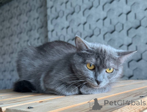 Zdjęcie №4. Sprzedam  w Москва.  - cena - Bezpłatny