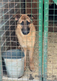 Zdjęcie №2 do zapowiedźy № 164580 na sprzedaż  pies nierasowy - wkupić się Federacja Rosyjska prywatne ogłoszenie