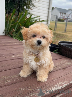 Zdjęcie №3. Wunderschöne Goldendoodle-Welpen suchen einliebevolles neues Zuhause. Niemcy
