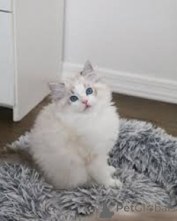 Zdjęcie №3. Kocięta rasy ragdoll dostępne w sprzedaży. Polska