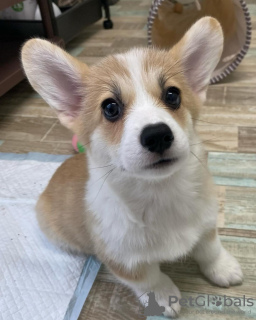 Zdjęcie №2 do zapowiedźy № 119694 na sprzedaż  welsh corgi - wkupić się Litwa 