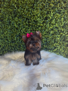 Zdjęcie №1. yorkshire terrier - na sprzedaż w Praga | negocjowane | Zapowiedź №172845