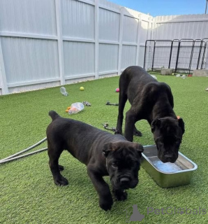 Zdjęcie №1. cane corso - na sprzedaż w Bruksela | negocjowane | Zapowiedź №170820