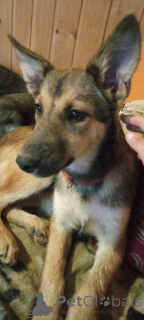 Zdjęcie №4. Sprzedam pies nierasowy w Rzeka Moskwa.  - cena - Bezpłatny