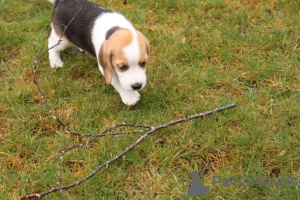 Zdjęcie №4. Sprzedam cavalier king charles spaniel w Роттердам.  - cena - negocjowane