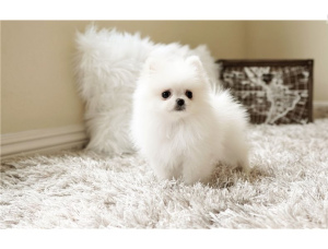 Zdjęcie №3. karłowaty szpic na sprzedaż vaud. Szwajcaria