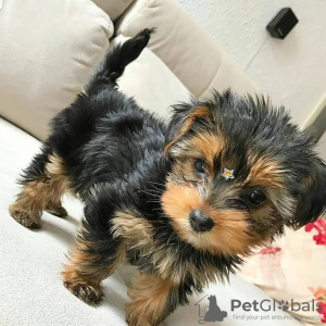 Zdjęcie №3. Piękne szczenięta z Yorkshire Terrier są sprzedawane. Niemcy